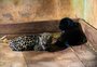 Dois filhotes de onça-pintada nascem na reserva de Itaipu