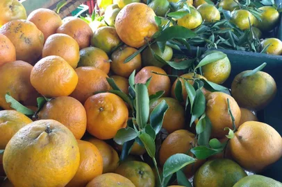 Variedades de bergamota, lima, limão e laranja serão protagonistas da Feira Ecológica deste sábado (29) em Caxias do Sul. Das 9h às 10h30min, quem passar pela Praça das Feiras, no bairro São Pelegrino, poderá acompanhar um bate-papo sobre o cultivo de citros orgânicos e alimentos de inverno. O encontro contará com a participação da nutricionista Fátima Biasoli, falando sobre a importância do consumo dos frutos, produzidos em abundância nesta época do ano.