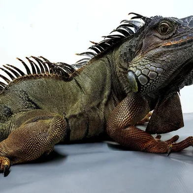 O GramadoZoo recebeu nesta quarta-feira (27) uma nova moradora: uma iguana que foi encontrada circulando pela avenida Protásio Alves, em Porto Alegre. Com 1m30cm, o animal foi resgatado pelo Ibama e encaminhado para o zoológico da Serra.