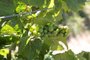 CANDIOTA, RS, BRASIL, 06/12/2018 - Produtores de uvas e oliveiras  estão tendo prejuízos na lavoura, por causa do uso do herbicida 2,4 D usado pelos produtores.  Na foto - Vinícola Galvão Bueno. (FOTOGRAFO: FERNANDO GOMES / AGENCIA RBS)