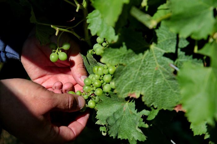 Fernando Gomes / Agencia RBS