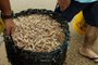  Pescadores de Governador Celso Ramos - Dori Edson da Luz Godoi - Pescador que acabara de chegar com cerca de 60 quilos de camarão