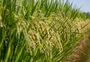 RS vai ganhar "bancada do arroz"