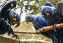 Brasil tem mais de 3 mil espécies de animais e plantas ameaçadas de extinção, afirma IBGE