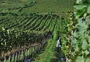 Do arroz do Litoral ao vinho: quais os produtos do RS protegidos no acordo Mercosul-União Europeia