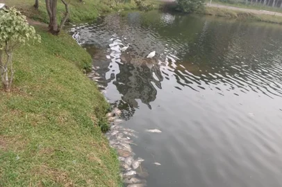 Amilton Machado, torres, peixes, tilápias, Lagoa do Violão