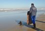 VÍDEO: veja o momento em que lobo-marinho é solto na praia do Cassino, em Rio Grande 
