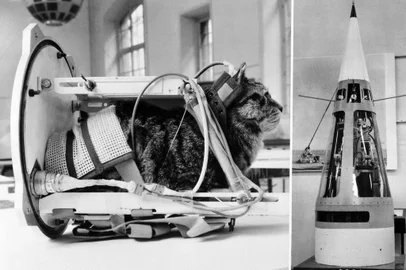  Photo taken on February 5, 1964 shows a cat representing the first cat that went into space Felicette with equipment in the rocket Veronique during an exhibition at The Conservatoire national des arts et métiers (CNAM; National Conservatory of Arts and Crafts) in Paris. - On October 18, 1963, Félicette, a black and white female cat found on the streets of Paris, was sent into space on a Véronique AGI 47 sounding rocket. (Photo by - / AFP)Editoria: SCIIndexador: -Secao: space programmeFonte: AFPFotógrafo: STR