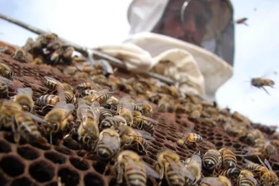 ***  abelhas  ***Apiario do seu Ferronato, as abelhas ficam nervosas com o inverno elas são que nem eu nao gostam de frio.