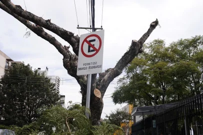  CAXIAS DO SUL, RS, BRASIL (19/07/2019)Poda de arvores na Rua Daltro Filho no bairro Panazzollo em Caxias do Sul. (Antonio Valiente/Agência RBS)