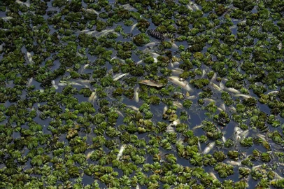  CAXIAS DO SUL, RS, BRASIL, 30/07/2019Peixes mortos na represa Dalbó. (Lucas Amorelli/Agência RBS)
