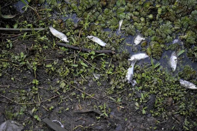  CAXIAS DO SUL, RS, BRASIL, 30/07/2019Peixes mortos na represa Dalbó. (Lucas Amorelli/Agência RBS)