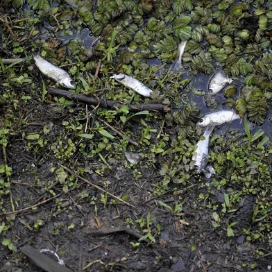  CAXIAS DO SUL, RS, BRASIL, 30/07/2019Peixes mortos na represa Dalbó. (Lucas Amorelli/Agência RBS)