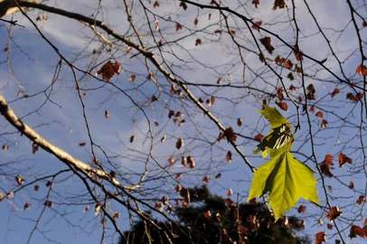  CAXIAS DO SUL, RS, BRASIL, 31/07/2019 - O inverno deixa a paisagem urbana mais colorida. (Marcelo Casagrande/Agência RBS)