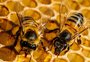 Agrotóxicos causaram morte de abelhas em 28 municípios do RS