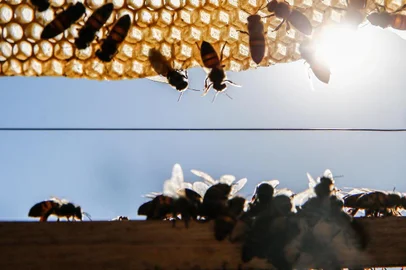 PORTO ALEGRE, RS, BRASIL - 12/02/2019Matéria do Campo e Lavoura sobre Abelhas e sua importância para o ecossistema, bem como o preocupante índice de mortalidade entre elas