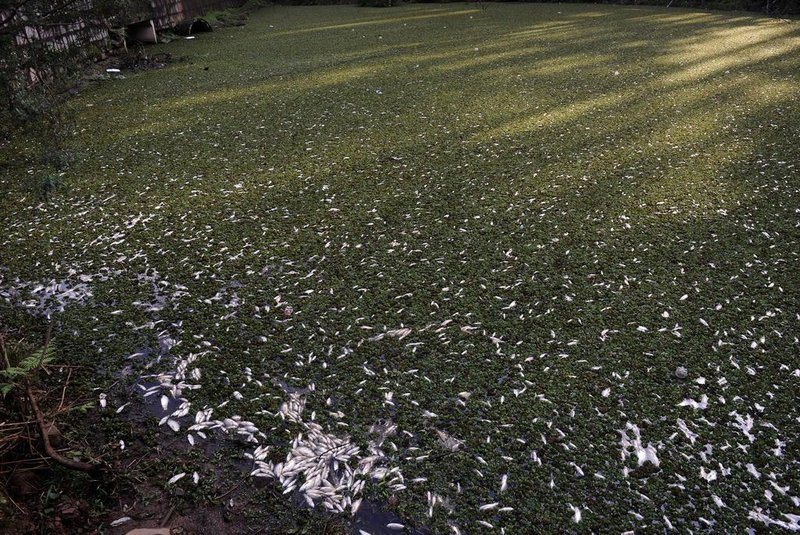  CAXIAS DO SUL, RS, BRASIL (09/08/2019)Peixes seguem morrendo em represa do Complexo Dal Bó em Caxias. (Antonio Valiente/Agência RBS)