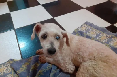 Brechô dos Cachorros muda de endereço em Caxias 
