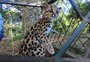 Ameaçado de extinção, gato-maracajá é resgatado em SC 