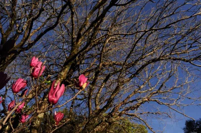  CAXIAS DO SUL, RS, BRASIL, 31/07/2019 - O inverno deixa a paisagem urbana mais colorida. (Marcelo Casagrande/Agência RBS)