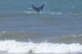 Um dos maiores mamíferos do mundo já pode ser visto em águas gaúchas. Baleias foram flagradas na manhã desta quinta-feira (15) na praia de Santa Helena, em Torres, no Litoral Norte do Estado. Os animais foram fotografados pele morador Osvaldo Raupp, que enviou as imagens para GaúchaZH.