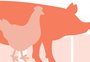 O que pode levar o Brasil a recorde nas exportações de carne