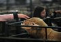 Pode passar a mão ou dar comida? Os cuidados que você deve ter com os animais na Expointer