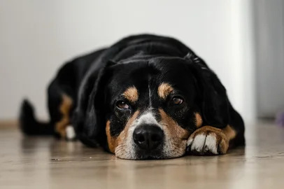 Cachorro