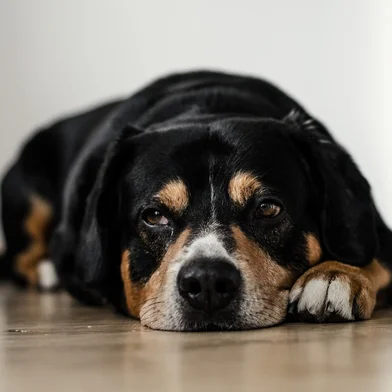 Cachorro