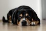 Alerta: saiba reconhecer 10 sinais de que seu cão pode estar doente