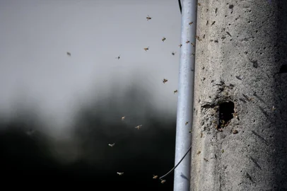  CAXIAS DO SUL, RS, BRASIL, 28/08/2019Enxame de abelhas em poste atrapalha moradores na Rua José Brugger no bairro  Jardim América, em Caxias. (Lucas Amorelli/Agência RBS)