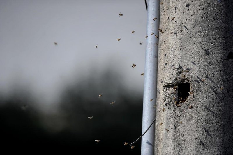  CAXIAS DO SUL, RS, BRASIL, 28/08/2019Enxame de abelhas em poste atrapalha moradores na Rua José Brugger no bairro  Jardim América, em Caxias. (Lucas Amorelli/Agência RBS)