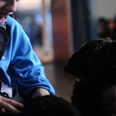  CAXIAS DO SUL, RS, BRASIL (28/08/2019)O jovem Gabriel Borsoi dos Santos, de 10 anos, ganhou uma companheira de quatro patas muito especial há cerca de um ano e meio. Tina é uma uma cachorra da raça labrador que foi treinada para ajudar o Gabi, como é carinhosamente chamado pela família e amigos, em suas atividades diárias. Ele foi diagnosticado com deficiência motora ainda na infância e, por isso, se desloca com ajuda de uma cadeira de rodas. Todos os dias, a mascote caminha ao lado da cadeira do menino na ida e volta de casa para a Escola Municipal José Protázio Soares de Souza, em Caxias, onde ele está no 4° ano. Fontes: Tina - Labrador / Gabriel Borsoi dos Santos /  Letícia Comerlato - diretora da Escola Municipal José Protázio Soares de Souza /  Camila Borsoi de Nalle - mãe do Gabi. (Antonio Valiente/Agêmcia RBS)Janaína Ganzer - adestradora