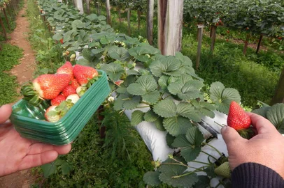  Morango colhido em lavoura semi-hidropônicas. Primando pela produçao ecológica, as frutas são produzidas em bancadas, que facilitam a colheita para o produtor.