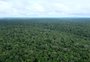 Entenda por que a Amazônia não é o “pulmão do mundo”