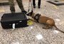 Aeroporto Salgado Filho atinge recorde de apreensão de drogas com passageiros em 2019
