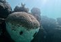 Anomalia climática causa morte em massa de corais em Abrolhos, mostra pesquisa