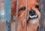 Com histórias e fotos de cães abandonados, campanha quer incentivar adoções em Caxias 