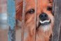 Com histórias e fotos de cães abandonadas, campanha quer incentivar adoções em Caxias