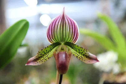  CAXIAS DO SUL, RS, BRASIL, 13/09/2019. Orquidário Tradição sedia o Quarto Festival de Orquídeas na Linha 40, em Caxias. (Porthus Junior/Agência RBS)