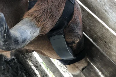 PORTO ALEGRE (RS): Um conjunto de medidas para garantir o bem-estar dos animais em rodeios foi apresentada no sábado, 15, pelo vice-presidente campeiro do MTG, Vanderlei da Rosa, no rodeio realizado no Acampamento Farroupilha de Porto Alegre. A principal novidade é uma proteção de neoprene, colocado ao redor da cabeça dos bois, para evitar o atrito dos animais com o laço. Há também estruturas de borracha nos bretes, chuveiros para refrescar os animais e proteção contra o sol.