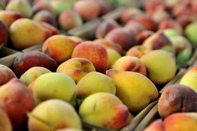  PORTO ALEGRE, RS, BRASIL 15/11/12 - Festa do Pêssego no Centro de Eventos Ervino Besson - Bairro Vila Nova.(Foto: LÍVIA STUMPF / DIÁRIO GAÚCHO)