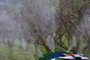  PORTO ALEGRE - RS - BR - 04.06.2019Aplicação de agrotóxicos em uma plantação de pêssegos.FOTÓGRAFO: TADEU VILANI AGÊNCIARBS EDITORIA CAMPO E LAVOURA