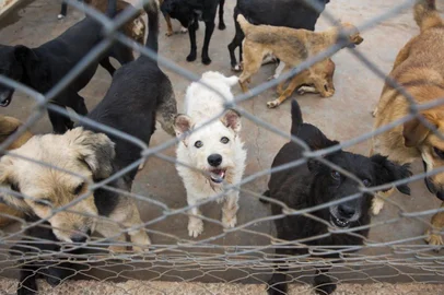  CAXIAS DO SUL, RS, BRASIL, 08/01/2019: Projeto Engenharia Solidária, criado pela engenheira Rejane Rech, recolhe tampas plásticas para arrecadar dinheiro e doar a ONGs de proteção a animais. (CAMILA DOMINGUES/AGÊNCIA RBS)