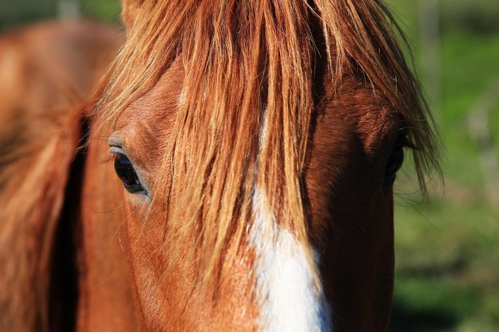 Carlos Macedo / Agencia RBS