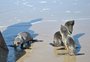 FOTOS: lobos-marinhos são devolvidos ao mar na praia do Cassino