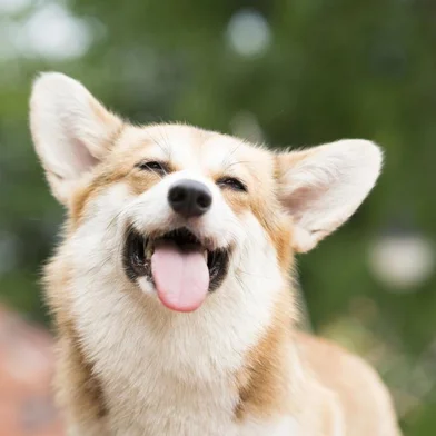  Corgi dog smile and happy in summer sunny day - cachorroIndexador: Chutima ChaochaiyaFonte: 202747104