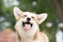  Corgi dog smile and happy in summer sunny day - cachorroIndexador: Chutima ChaochaiyaFonte: 202747104