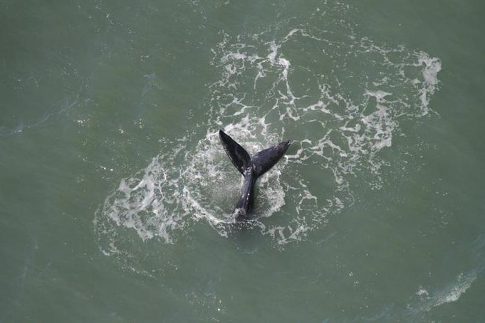 Programa de monitoramento de cetáceos do Porto de Imbituba / Divulgação