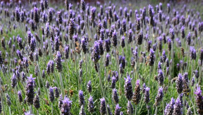 Tânia Goulart / Divulgação